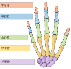手首の腱鞘炎でお悩みの方へ 豊島区落合南長崎/東長崎「ながさき整骨院」