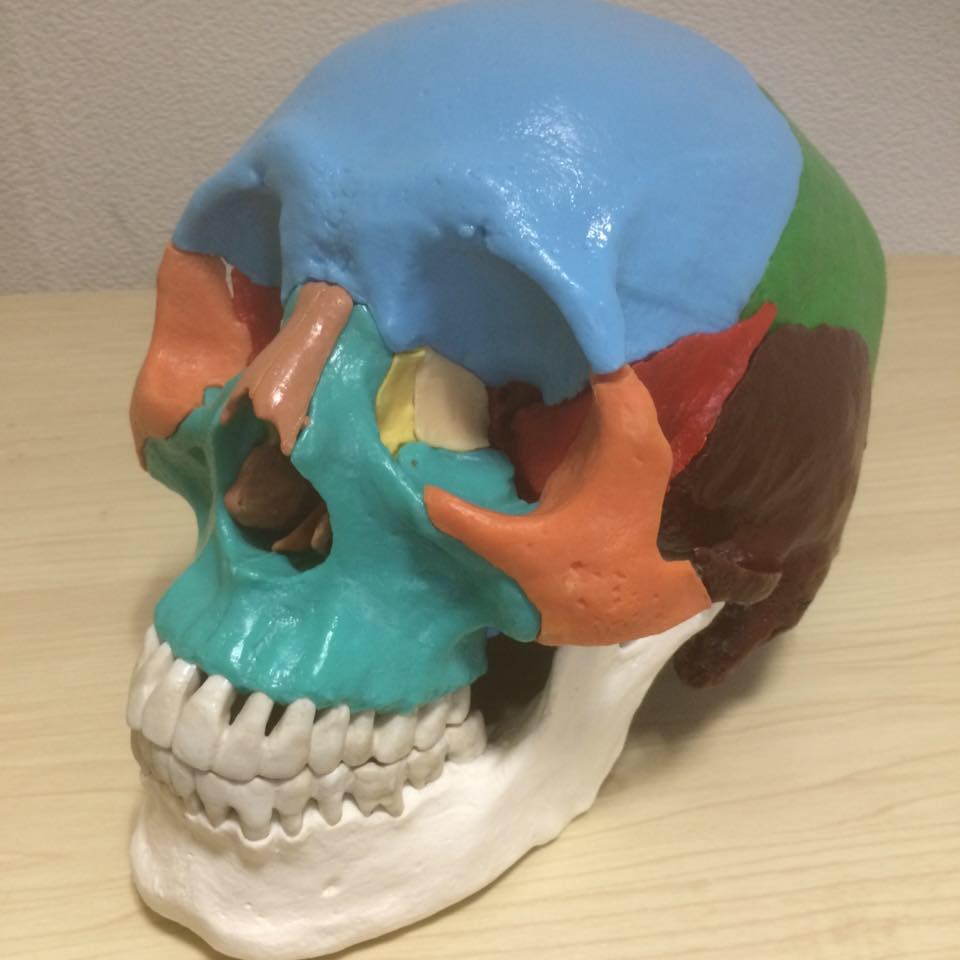 頭蓋骨の個々の骨は複雑に歪んでいる