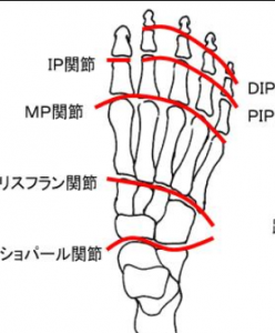 足の横アーチを構成する 楔状骨 Cuneiforme 東京都豊島区東長崎 ながさき整骨院