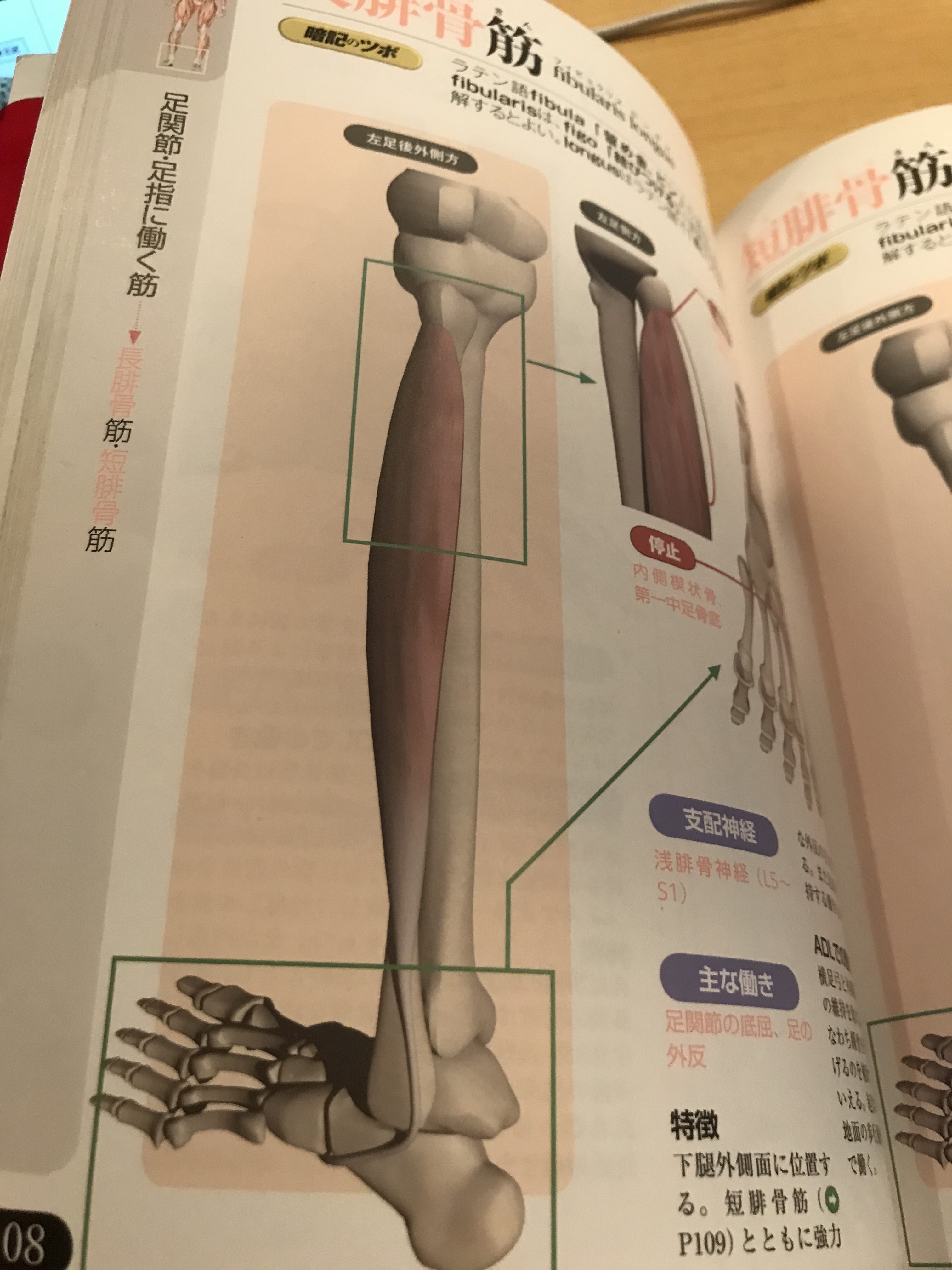 腓骨筋腱炎 外側のくるぶしが痛い 足首の外側が痛い について 東京都豊島区東長崎 ながさき整骨院